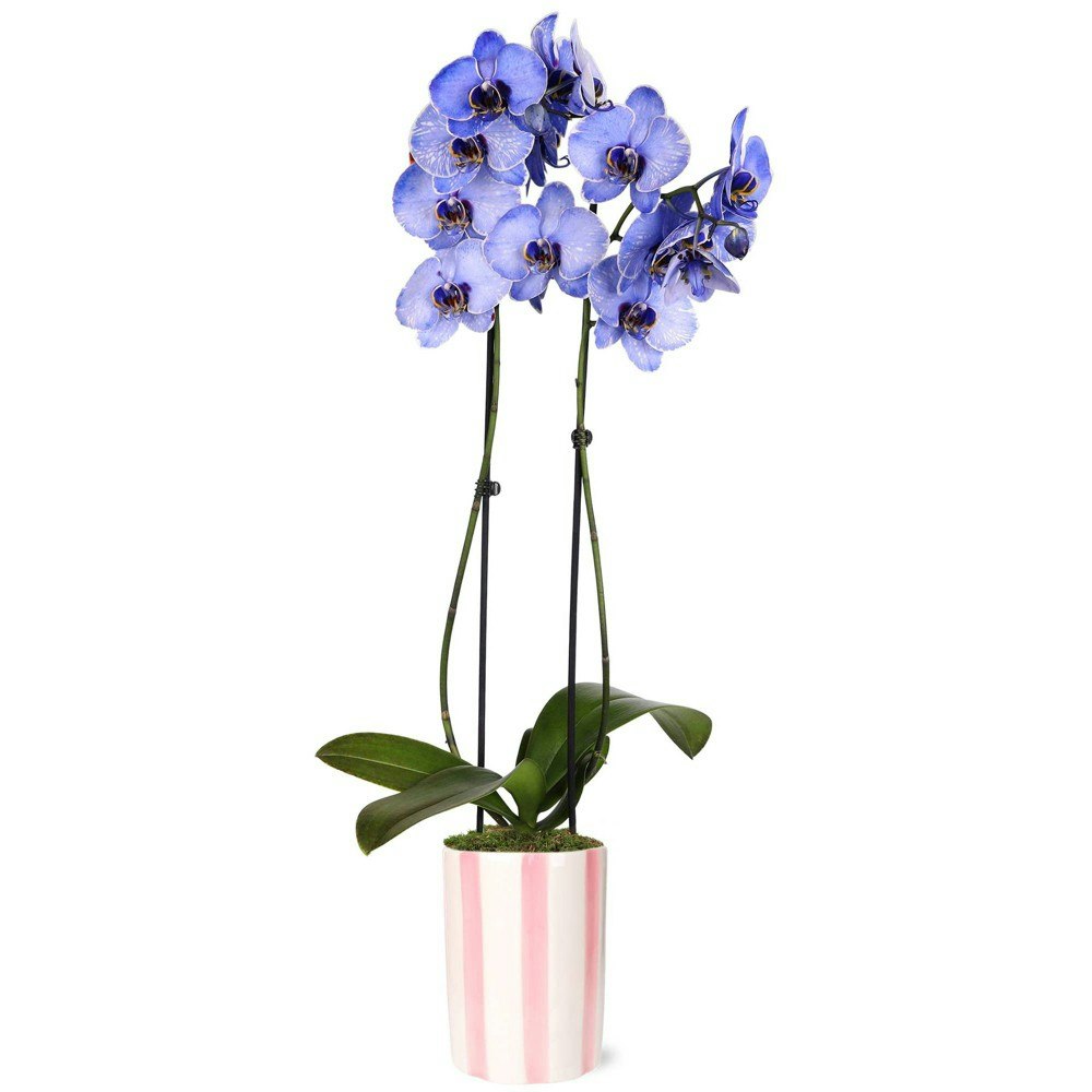 Green Circle Growers 5-inch Watercolor Lavender Orchid in Ceramic Pot: $38.49