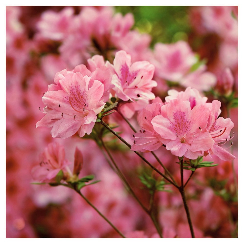 Azalea Hampton Beauty Rhododendron Live Plant: $29.99 Azalea Hampton Beauty Rhododendron Live Plant: $29.99
