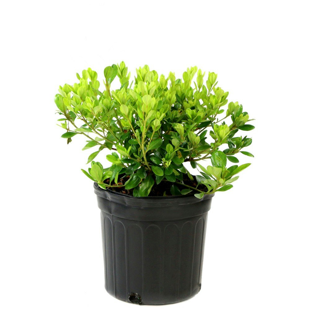 Azalea Formosa Live Shrub: $31.99 Azalea Formosa Live Shrub: $31.99