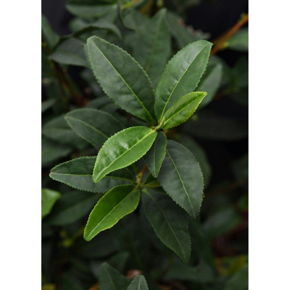 National Plant Network 2.5-Quart Camellia Live Plant: $23.99 National Plant Network 2.5-Quart Camellia Live Plant: $23.99