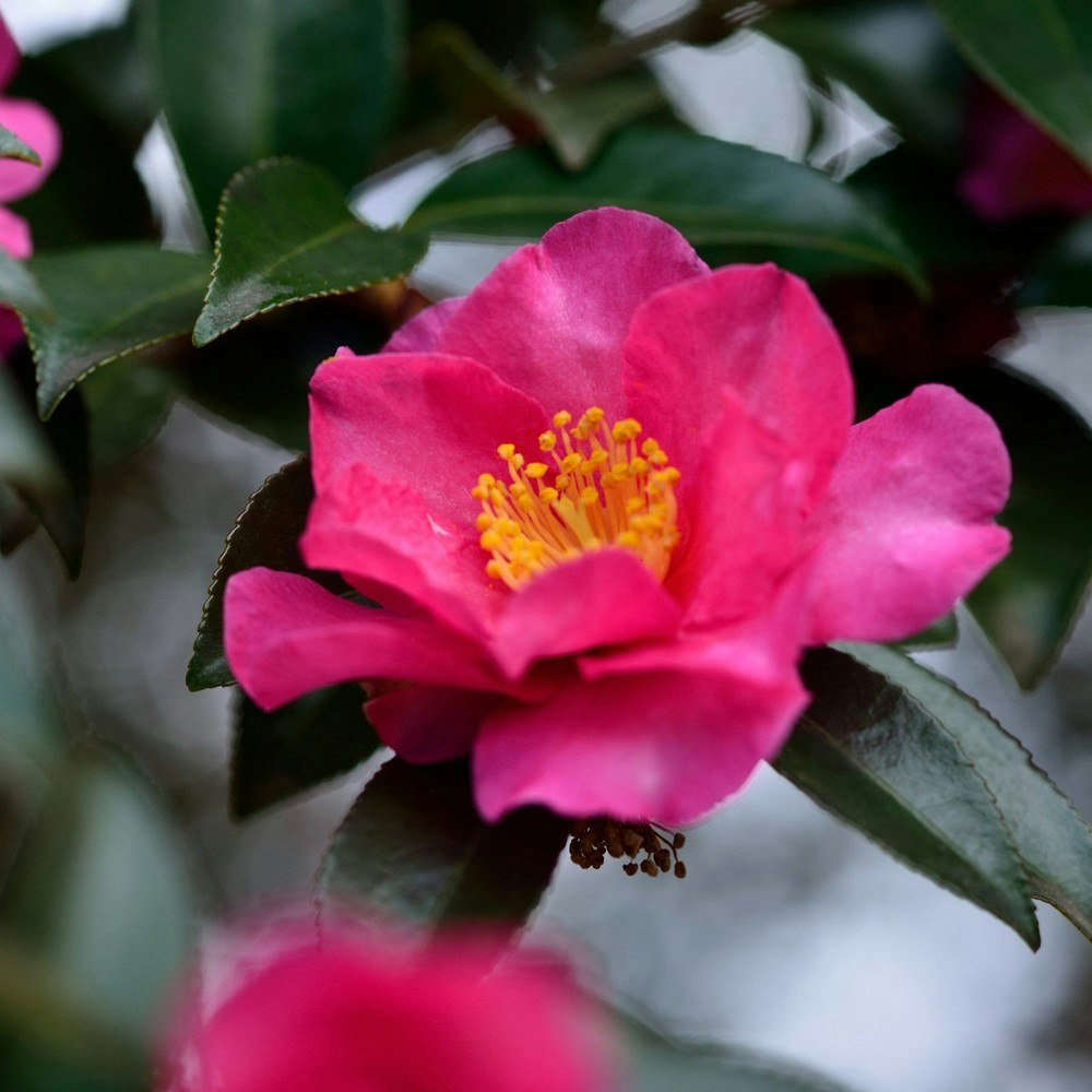 National Plant Network Shi Shi Camellia Sasanqua Plant 2.5-Quart: $25.49 National Plant Network Shi Shi Camellia Sasanqua Plant 2.5-Quart: $25.49