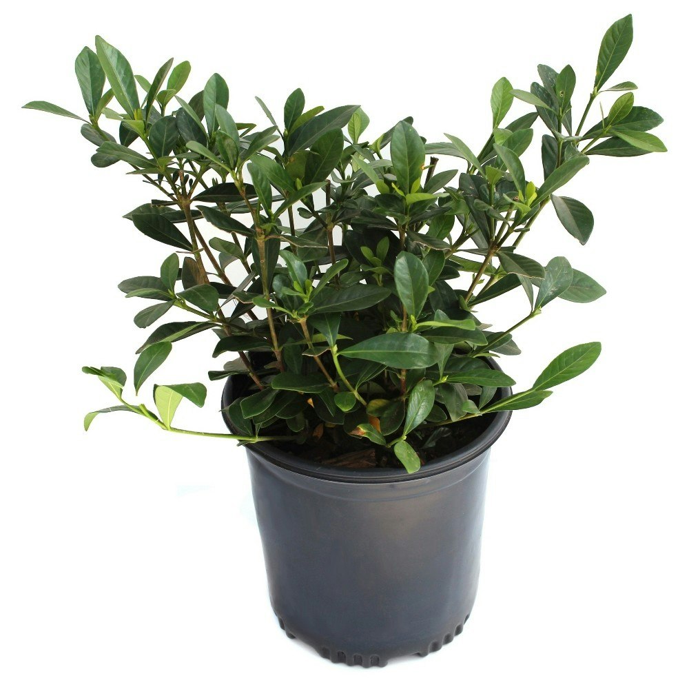 Gardenia August Beauty Plant: $19.99 Gardenia August Beauty Plant: $19.99