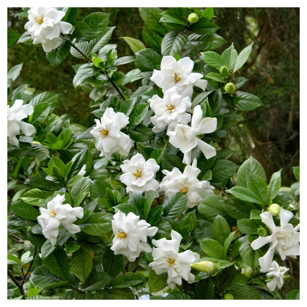 Gardenia Frostproof Evergreen Shrub: $19.99 Gardenia Frostproof Evergreen Shrub: $19.99