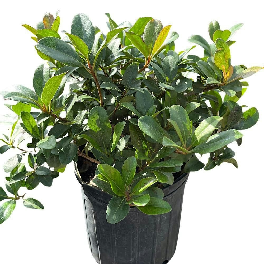 3-Gallon Indian Hawthorn Flowering Shrub: $46.15 3-Gallon Indian Hawthorn Flowering Shrub: $46.15