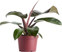 Indoor Plants at Lowe's: 25% off + free shipping