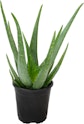 Altman Plants Aloe Vera w/1-Gallon Pot for $14 + free shipping w/$35