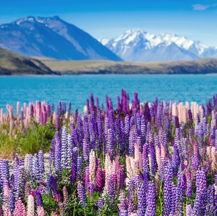 14-Night New Zealand North & South Island Flight, Hotel, and Tour Vacation: From $7,938 for 2 14-Night New Zealand North & South Island Flight, Hotel, and Tour Vacation: From $7,938 for 2