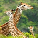9-Night South Africa Flight, Hotel, Safari, and Tour Vacation for From $6,006 for 2