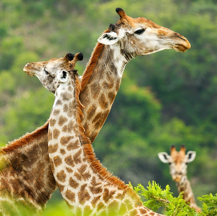 9-Night South Africa Flight, Hotel, Safari, and Tour Vacation: From $6,006 for 2 9-Night South Africa Flight, Hotel, Safari, and Tour Vacation: From $6,006 for 2