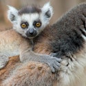 11-Night Madagascar Flight, Hotel, and Tour Vacation for From $9,726 for 2
