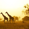 11-Night Kenya Flight, Safari, and Beach Vacation for From $9,726 for 2