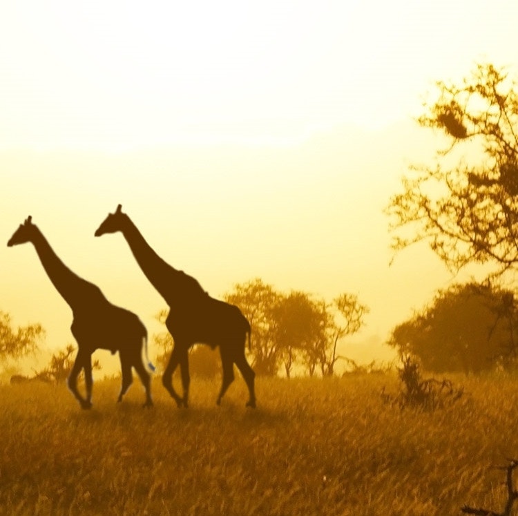 11-Night Kenya Flight, Safari, and Beach Vacation: From $9,726 for 2