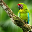 10-Night Costa Rica Flight, Hotel, and Tour Vacation for From $4,596 for 2