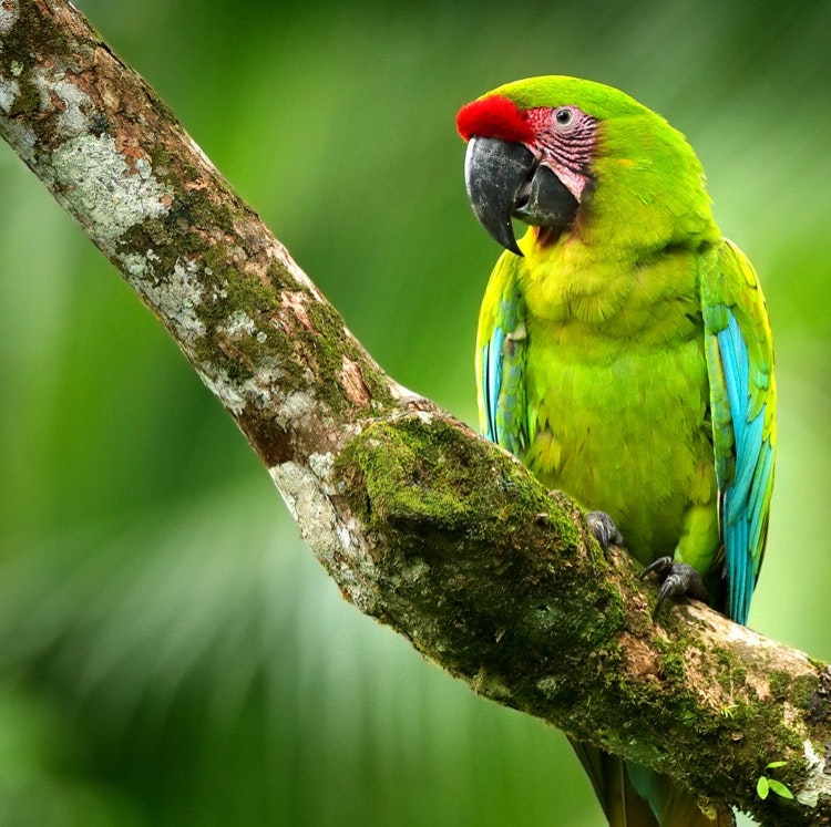 10-Night Costa Rica Flight, Hotel, and Tour Vacation: From $4,596 for 2