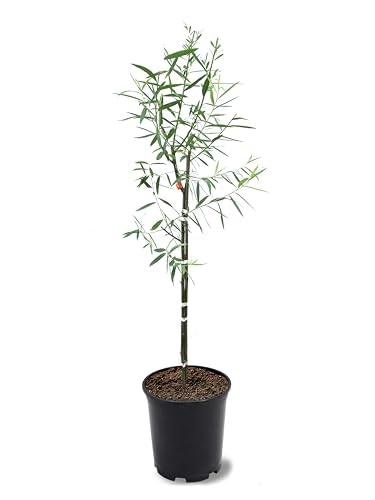 American Plant Exchange Weeping Willow Tree 1-Gallon Pot: $42.95 American Plant Exchange Weeping Willow Tree 1-Gallon Pot: $42.95