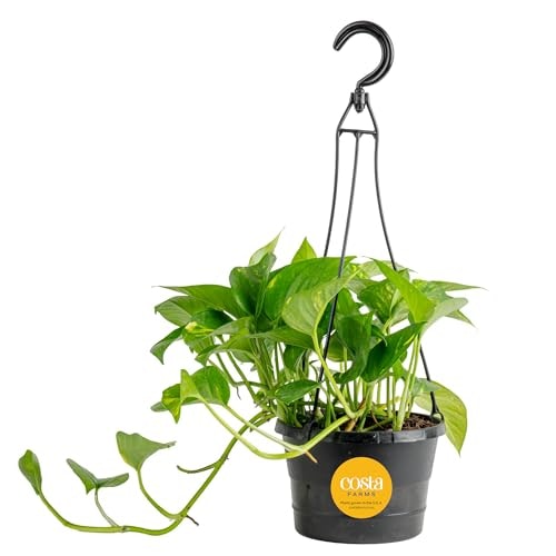 Costa Farms Golden Pothos Live Indoor Plant: $27.03 Costa Farms Golden Pothos Live Indoor Plant: $27.03