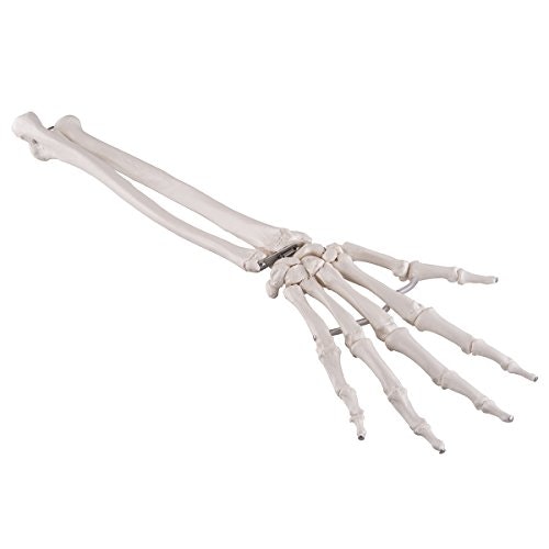 3B Scientific A40/3 Hand Skeleton: $35.83 3B Scientific A40/3 Hand Skeleton: $35.83