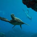 UnCruise Adventures 7-Night Hawaiian Seascapes Cruise for From $17,400 for 2