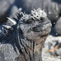 UnCruise Adventures 7-Night Galapagos Islands Cruise for From $23,200 for 2