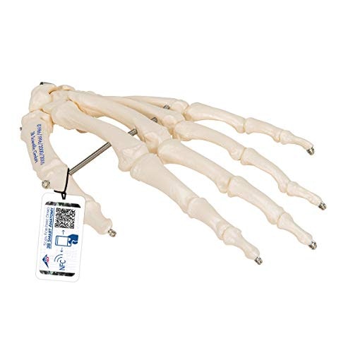 3B Scientific A40 Hand Skeleton Wire Mounted: $21.50 3B Scientific A40 Hand Skeleton Wire Mounted: $21.50