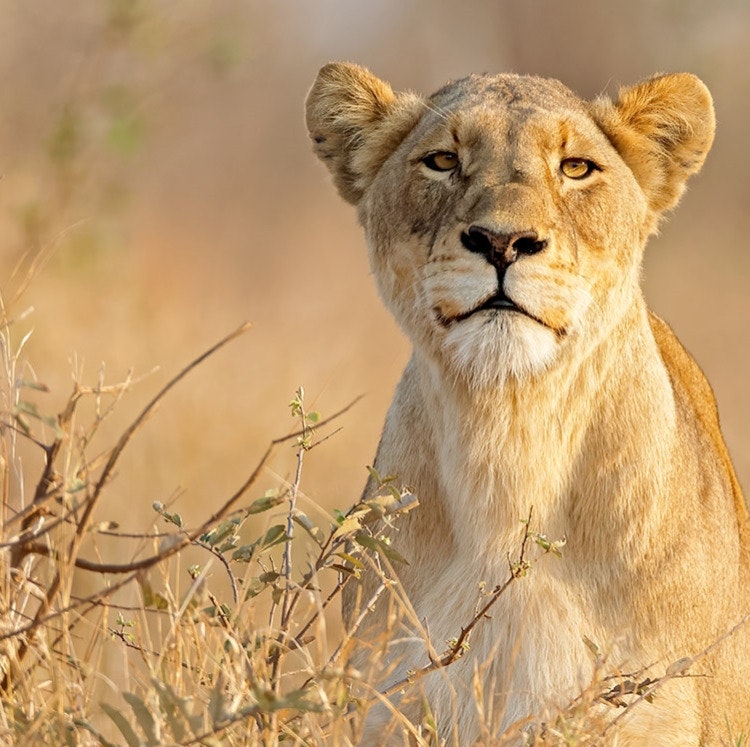 8-Night Johannesburg, Kruger & Cape Town Flight, Hotel, and Tour Vacation: From $5,692 for 2