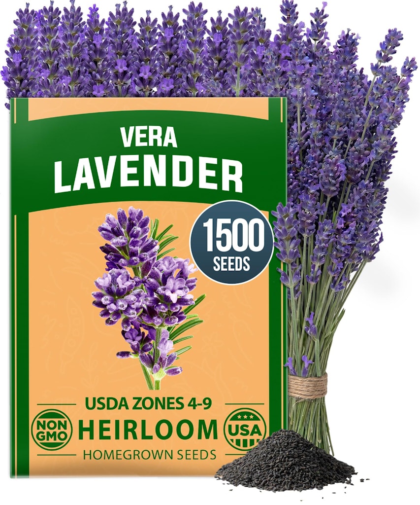 1,500+ English Lavender Seeds: $5.31 1,500+ English Lavender Seeds: $5.31