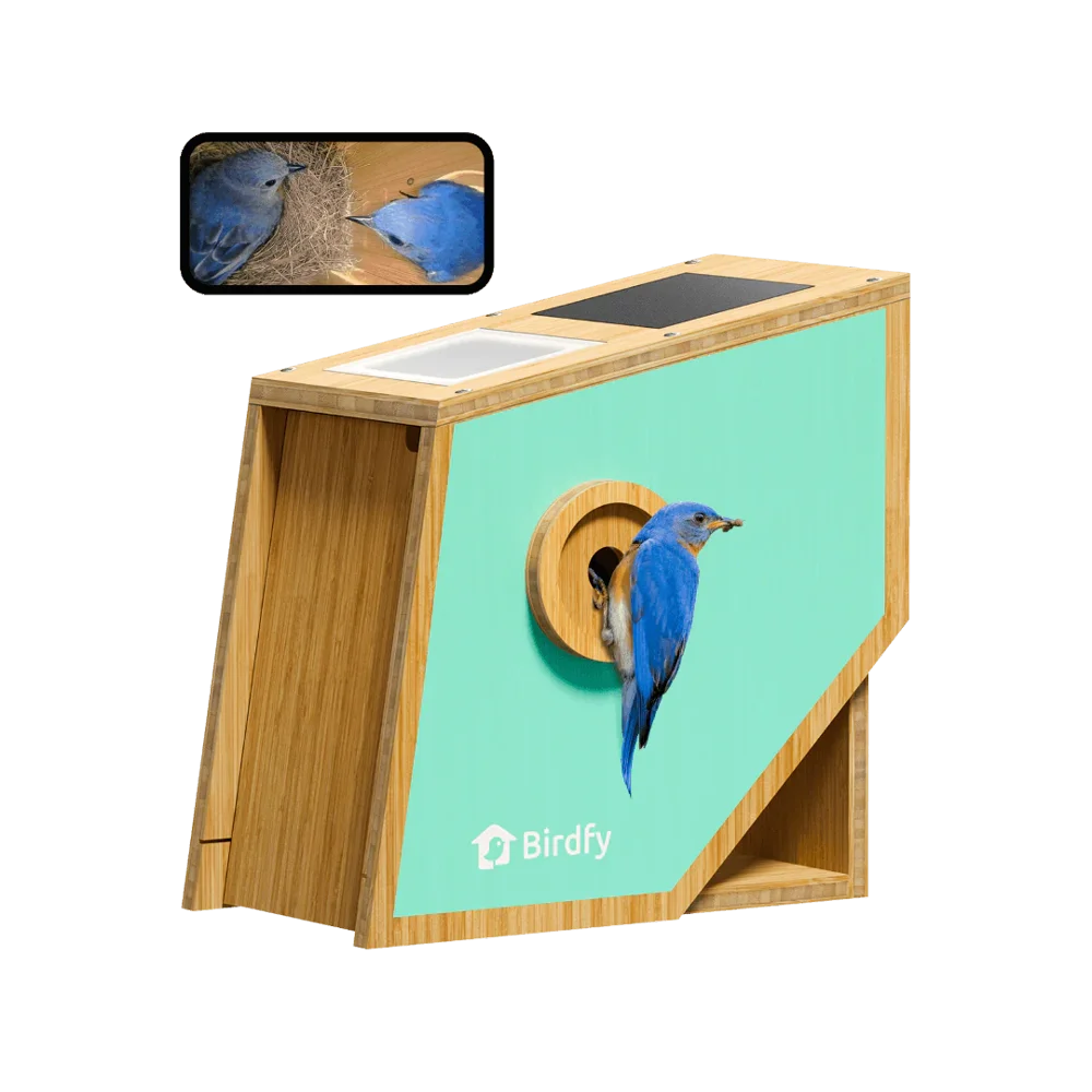 Birdfy Smart Solar-Powered Bird House with 1080p Camera: $169.96 Birdfy Smart Solar-Powered Bird House with 1080p Camera: $169.96