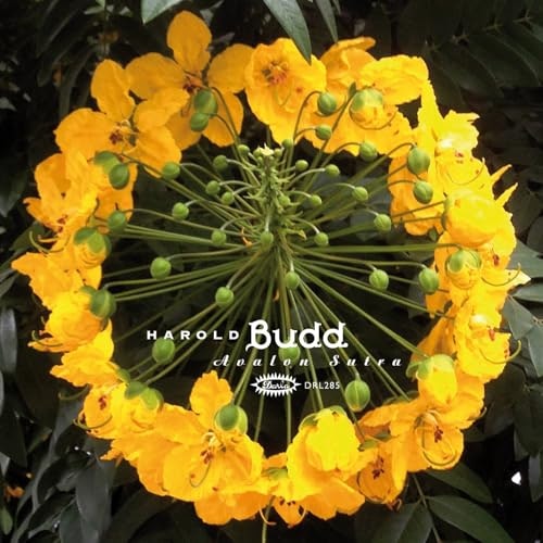 Avalon Sutra: $43.37 Avalon Sutra: $43.37