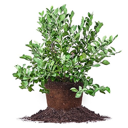 Perfect Plants Powder Blue Blueberry Live Plant 3-Gallon: $36.77