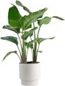 Lowe's Plants, Bulbs, and Seeds Deals: Up to 30% off + free shipping w/ $25