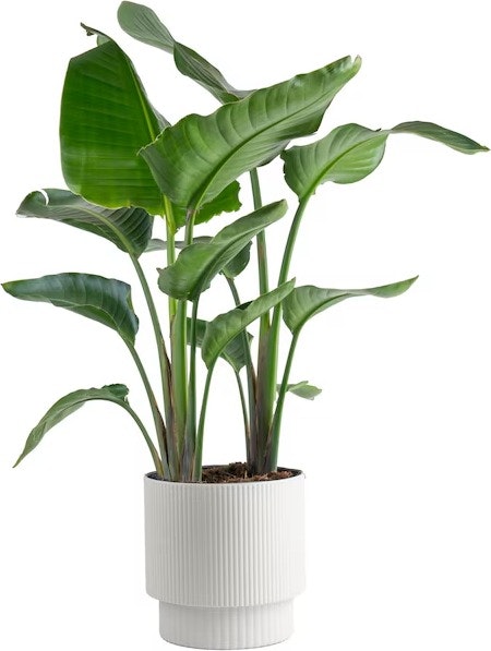 Lowe's Plants, Bulbs, and Seeds Deals: Up to 30% off Lowe's Plants, Bulbs, and Seeds Deals: Up to 30% off
