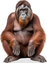 Animal Life Size Cardboard Cutouts for From $9.99 + free shipping w/ Prime