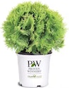 Proven Winners 2-Gal. Anna's Magic Ball Arborvitae Evergreen Shrub for $30 + free shipping