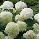 Home Depot Labor Day Plant Deals: Up to 30% off + free shipping