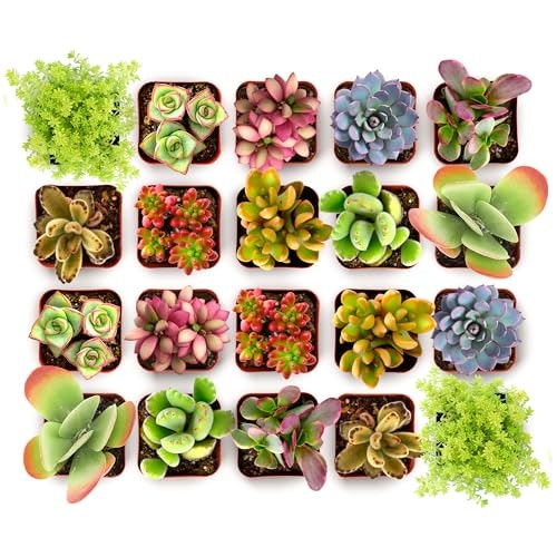 Shop Succulents Endless Summer Live Mini Succulent Plants 20-Pack: $26.99 Shop Succulents Endless Summer Live Mini Succulent Plants 20-Pack: $26.99