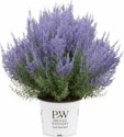 Proven Winners 3-Gal. Denim N Lace Perovskia Perennial Plant for $26 + free shipping