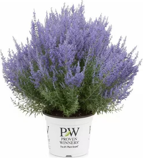 Proven Winners 3-Gal. Denim N Lace Perovskia Perennial Plant: $26 Proven Winners 3-Gal. Denim N Lace Perovskia Perennial Plant: $26