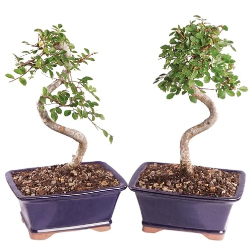 Brussel's Small Chinese Elm Bonsai Tree: $55.48 Brussel's Small Chinese Elm Bonsai Tree: $55.48