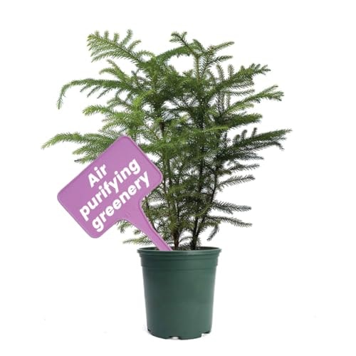 American Plant Exchange Norfolk Island Pine Plant 6-Inch Pot: $26.25 American Plant Exchange Norfolk Island Pine Plant 6-Inch Pot: $26.25