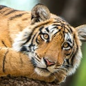20-Night India Flight, Hotel, and Tour Vacation for From $13,798 for 2