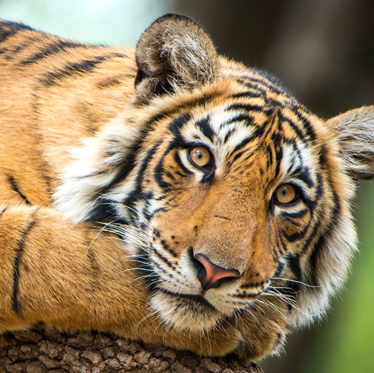 20-Night India Flight, Hotel, and Tour Vacation: From $13,798 for 2