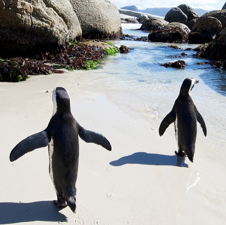 13-Night Kenya, Victoria Falls, Botswana, and South Africa Flight, Hotel, and Tour Vacation: From $17,098 for 2