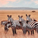 9-Night Kenya & Tanzania Safari Flight, Hotel, and Tour Vacation for From $13,498 for 2