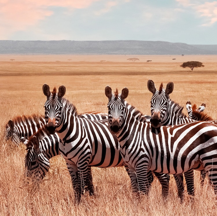 9-Night Kenya & Tanzania Safari Flight, Hotel, and Tour Vacation: From $13,498 for 2
