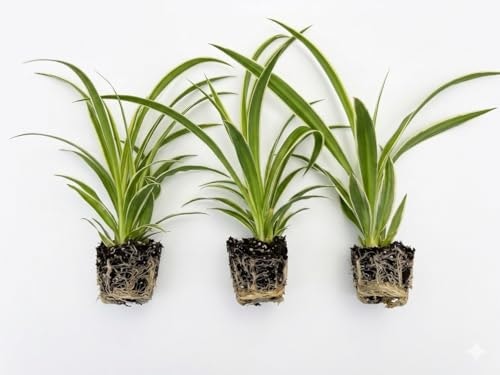 Spider Plant 3-Pack: $16.99