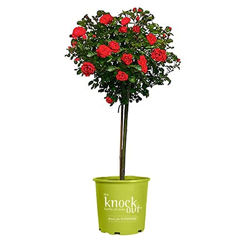 Knock Out 3-Gallon Double Red Rose Shrub: $55.97