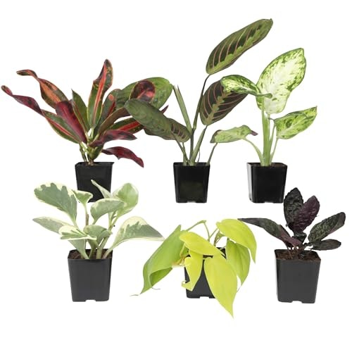 Plants for Pets Live Houseplant 6-Pack: $21.16 Plants for Pets Live Houseplant 6-Pack: $21.16