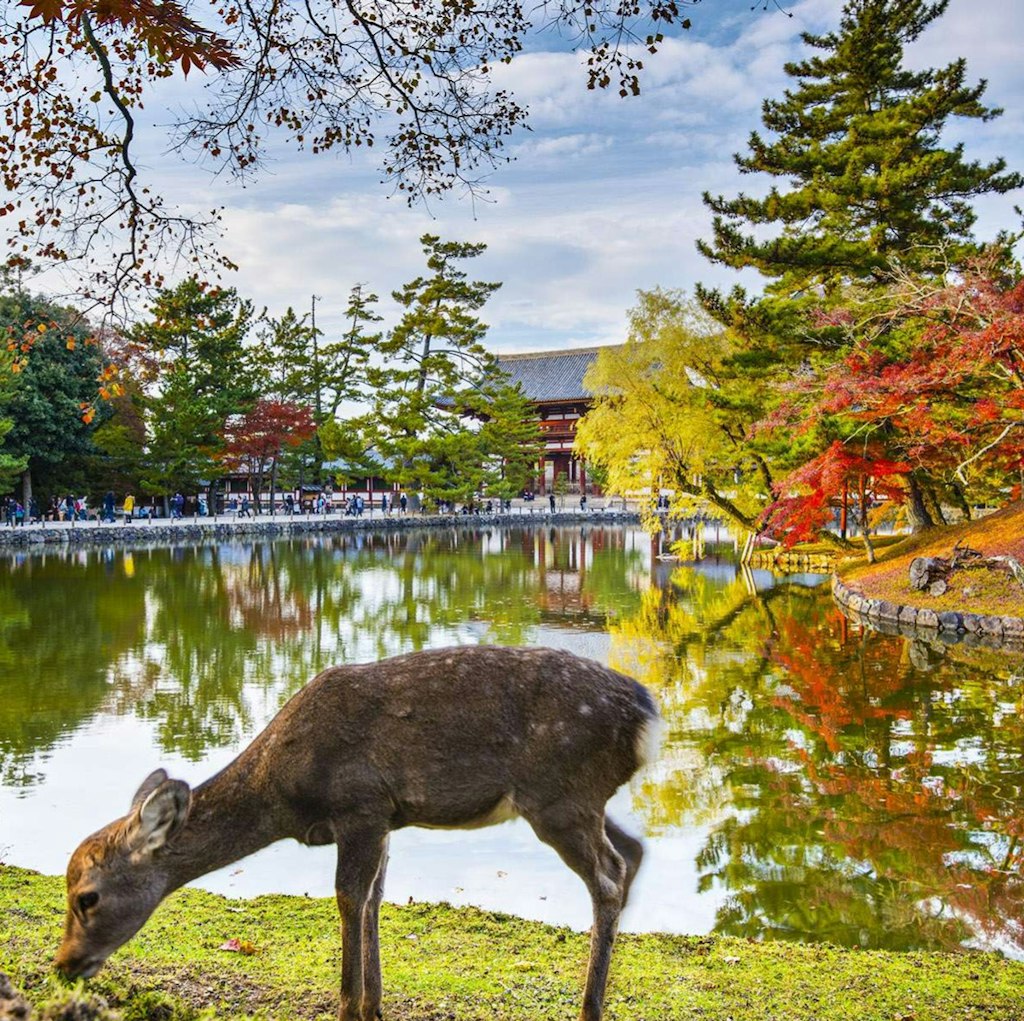 8-Night Tokyo to Osaka Flight, Hotel, and Tour Vacation: From $8,798 for 2