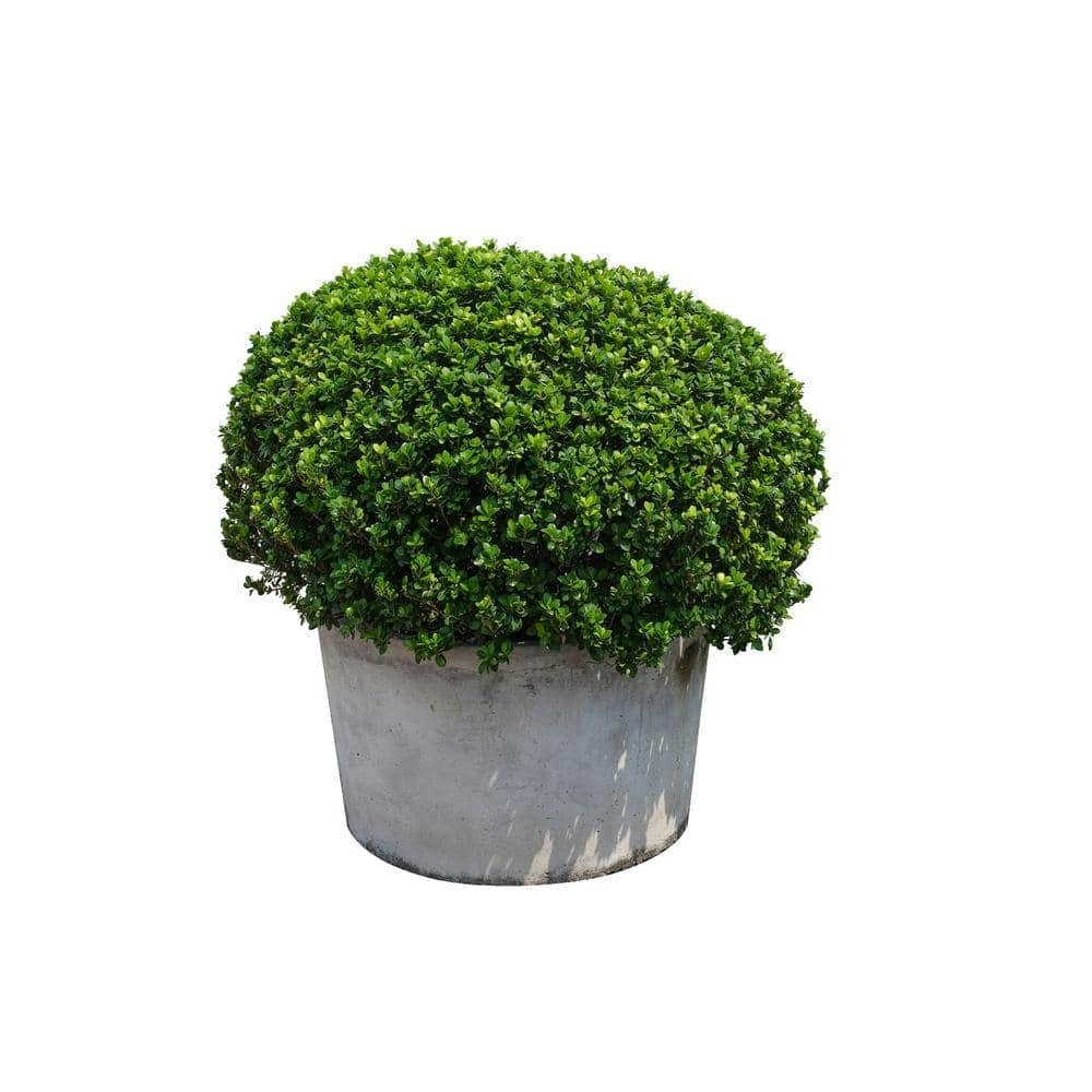 Green Mountain Boxwood Shrub 2-Pack: $37.98 Green Mountain Boxwood Shrub 2-Pack: $37.98