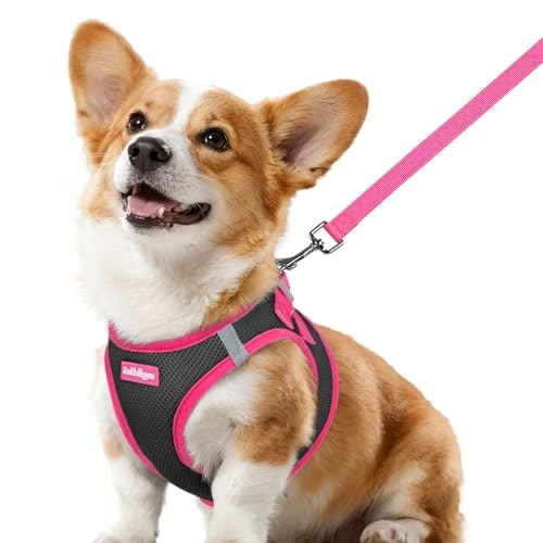 Rabbitgoo Small Dog Harness and Leash Set: $15.98 Rabbitgoo Small Dog Harness and Leash Set: $15.98